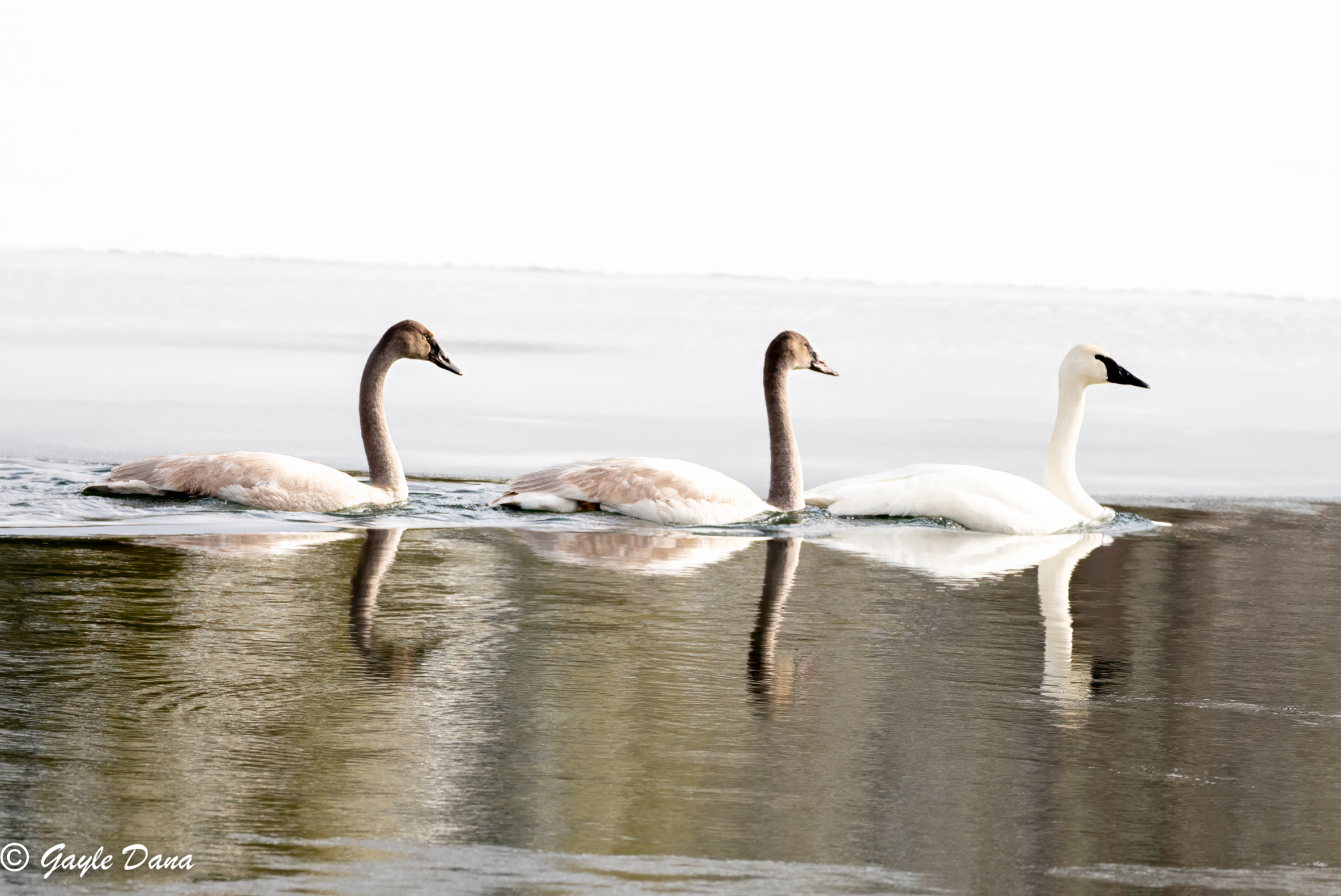 Trumpeter Swan Trio